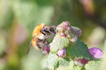 Bee sucking pollen macro