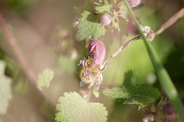 European bee sucking pollen and nectar