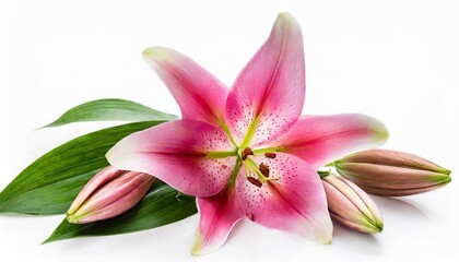 fresh cut pink oriental stargazer lily flowers buds and leaves isolated on white