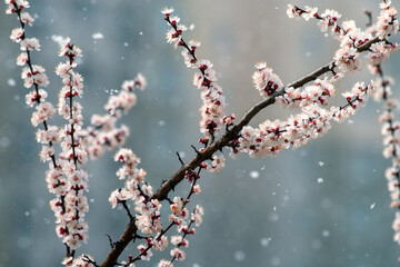 Snowflakes fly near the blossoming branches of an apricot tree. Selective focus.