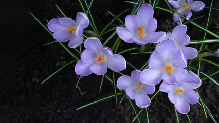 Crocuses bloom in early spring on a dark natural background. Selective focus.