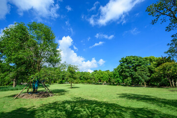 landscape with trees and sky