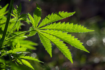 A leaf of cannabis on a blurred natural background. Selective focus.