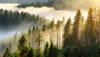 misty coniferous forest backlit by the morning sun