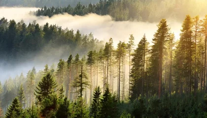 Poster Mistig bos misty coniferous forest backlit by the morning sun