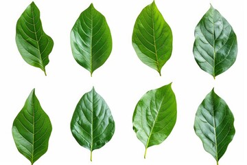 Set of avocado tree leaf isolated on white background.  Full Depth of field. Focus stacking, Generative AI