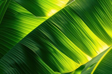 Radiant Brilliance: Sun-kissed Banana Leaf Texture, Accentuating Contours with a Bright and Elegant Composition