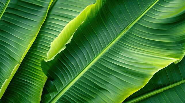 Revitalizing Beauty: Banana Leaf Texture, Emphasizing the Freshness with Dynamic Green Tones and Distinct Vein Patterns