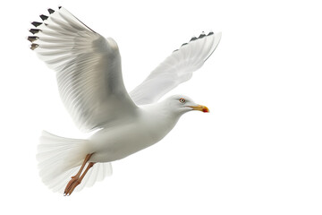 Flying seagull isolated on white background
