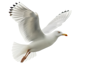 Flying seagull isolated on white background
