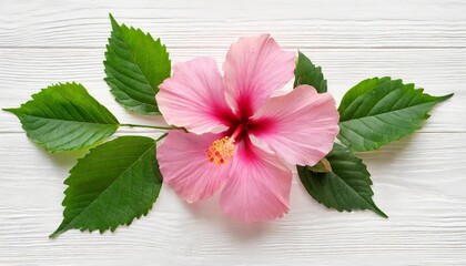 pink hibiscus flower with bud and leaf isolated on white background flat lay top view - obrazy, fototapety, plakaty
