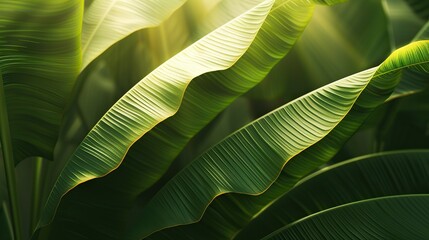 Ethereal Illumination: Sunlit Banana Leaf Texture, Enhancing Elegant Contours and Capturing the Play of Shadows
