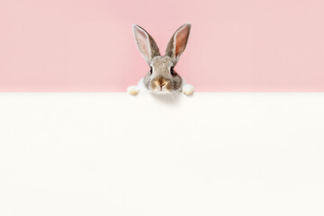 Fototapeta na wymiar A Cute Easter Rabbit bunny peeking out from behind a white blank mockup,banner,looking at the camera. isolated on pastel pink background. Copy space, Happy Easter holiday concept.banner,advertisement.