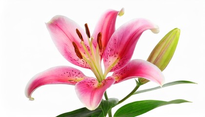 Fototapeta na wymiar wonderful pink lily with a bud isolated on white background including clipping path without shade