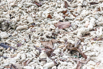 A background of a collection of beautiful and broken seashells and coral from the ocean laying on a sunny beach