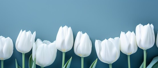 A Row of White Tulips Against a Blue Background