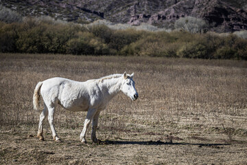 A white horse in the middle of a dry field.