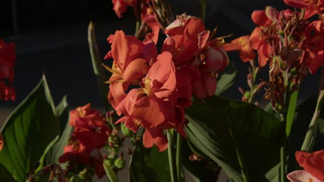 Closeup Of Red Indian Shot Flowers Blooming In Sunlight. Canna Indica.