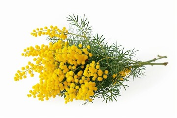 Bouquet of fresh spring yellow flower mimosa isolated on white background, as a gift for Mom's day or Valentine's day. Floral symbol of spring, heat and sun, DOF. Shallow depth of field, Generative AI