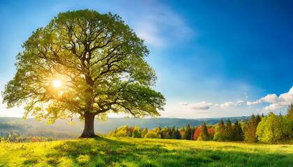 Fototapeta premium The sun shining through a majestic green oak tree on a meadow, with clear blue sky in the background, panorama format