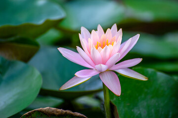 pink lotus flower