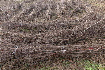 Groups of bundles of cuttings and branches from which cuttings will be obtained to plant new vineyards, Fauglia, Italy