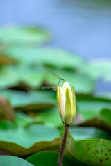 lily of the valley in the pond