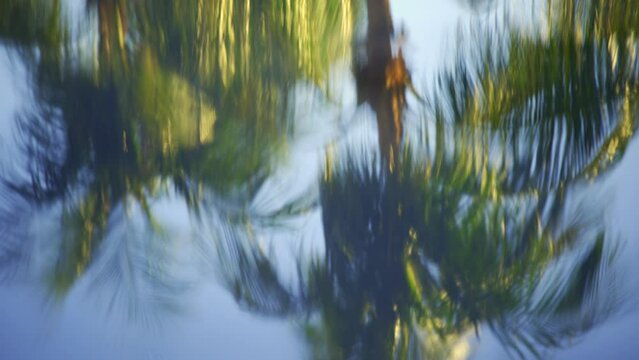 Palm tree reflection in the pool 4k HDR