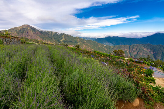 Expansive lavender fields lead to a majestic mountain range under a clear blue sky with Mt Timbak in the distance. At Northern Blossom Flower Farm in Atok, Benguet, Philippines.