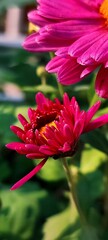 Chrysanthemum also called as mums or chrysanths. Beautiful Pink and purple flower of gudaudi. 