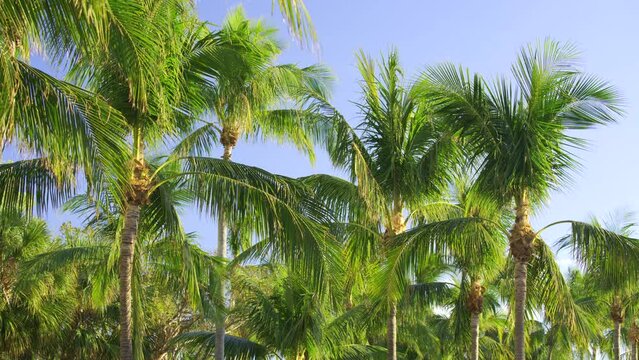 HDR 4k palm background nature