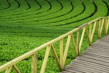 The tea garden has a beautiful footpath. Occasionally people pass by so that you can see the size...