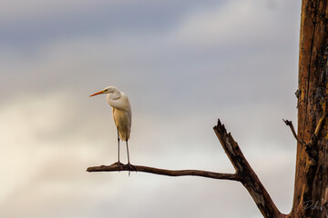 Great egret - grande aigrette au perchoir