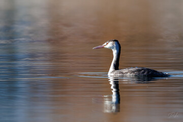 CRESTED GREB IN WINTER - GREBE HUPPE EN HIVER