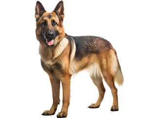 A Loyal German Shepherd, isolated on a transparent or white background