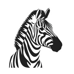 Big Zebra Isolated on Transparent or White Background, PNG