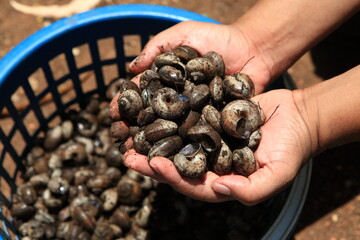 Snail in the hands with ready to cook