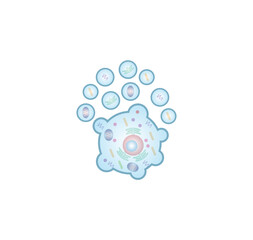 Apoptosis. Programmed cell death. Aging process in cells. Stages of apoptosis, normal cell, shrinkage, membrane blebbing, cell breaks into apoptotic bodies and phagocytosis. vector illustration.