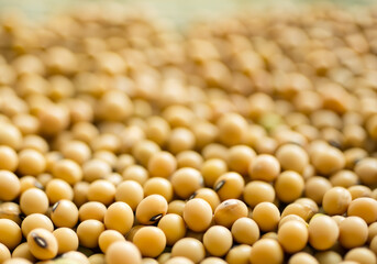 Close up soy bean