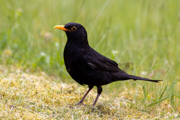 blackbird on the grass