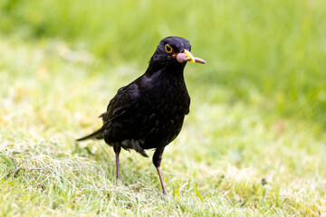 Blackbird with a worm in its beak
