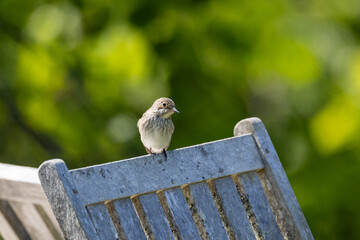 Spotted flycatcher on a fence