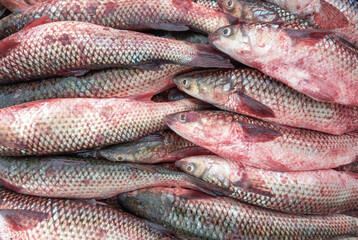 Freshly caught Black Sea mullet