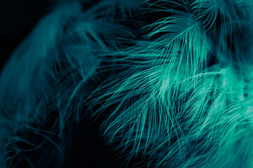 Fototapeta na wymiar white and blue feathers. background