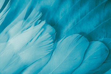 blue feather pigeon macro photo. texture or background