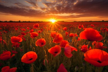 Fototapeta na wymiar Field of Red Flowers With the Setting Sun