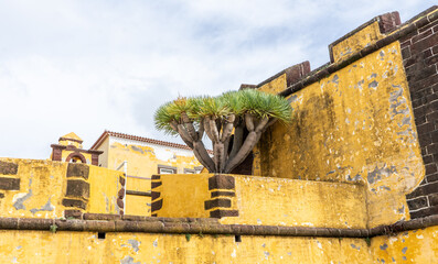 Dragon tree next to a yellow wall fortification. Dracaena Marginata.