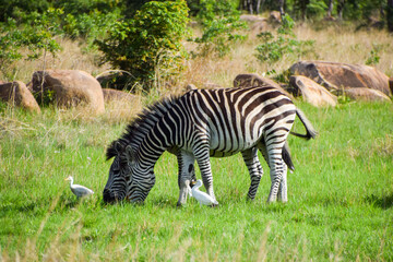 Fototapeta na wymiar A pair of zebras in a nature reserve in Zimbabwe.