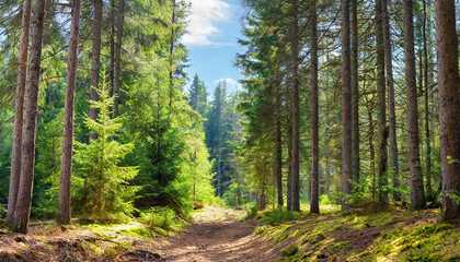 Fototapeta na wymiar Healthy green trees in a forest of old spruce, fir and pine trees in wilderness of a national park. Sustainable industry, ecosystem and healthy environment concepts and background.. High quality
