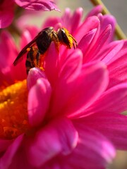  Bee sitting on  Chrysanthemum flower also called as mums or chrysanths. Bee on Pink and purple flower of gudaudi. 